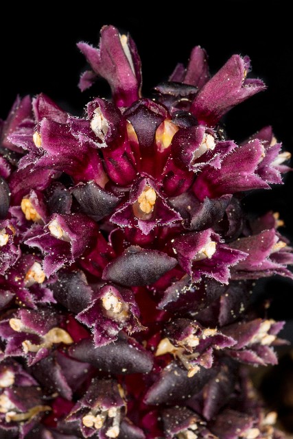 Kopsiopsis hookeri - Vancouver Groundcone 16-8962.jpg